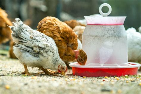 Chicken Grit And Oyster Shells Everything You Need To Know Chickens For Backyards