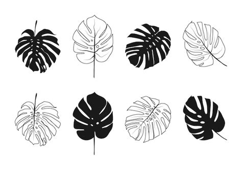 Premium Vector Set Of Black Silhouettes Of Tropical Palms Leaves