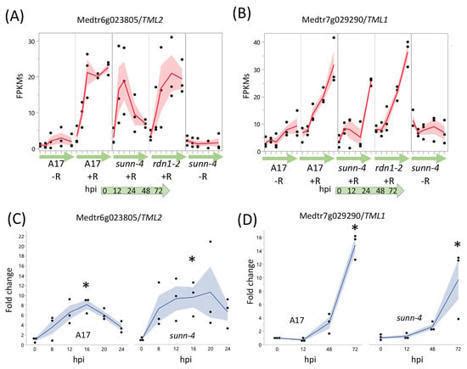 A Medicago Truncatula Autoregulation Of Nodulat