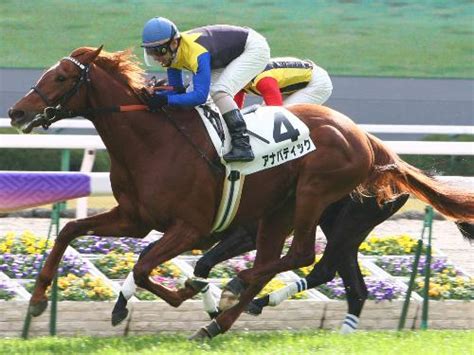 【京都6r新馬戦】調教横綱アナバティックは強かった― スポニチ Sponichi Annex ギャンブル