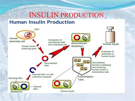 Insulin production | PPT