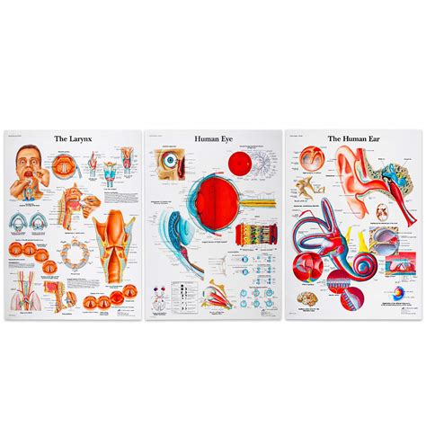 Buy Cmqc Anatomy Poster Set 3 Pack Human Eye Human Ear And The Larynx