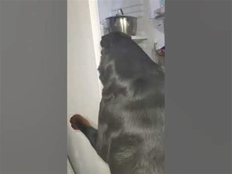 Две сосиски на завтрак 🐕 - YouTube