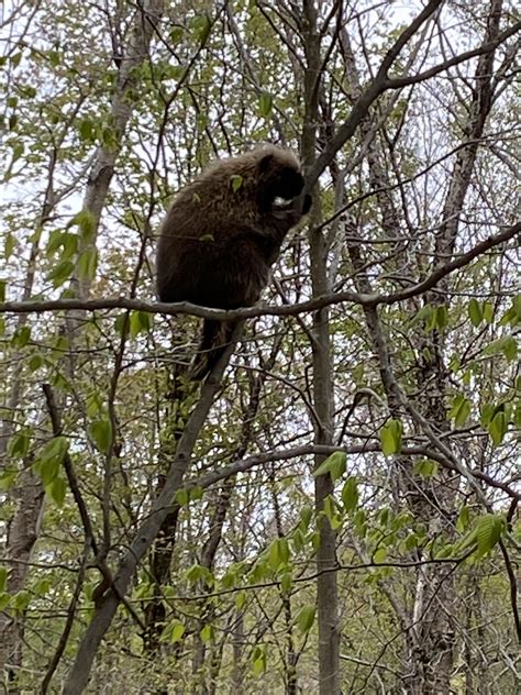 Porcupine feeding : r/porcupines