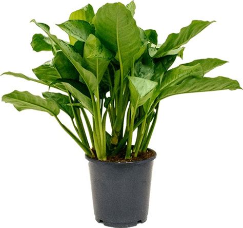 Aglaonema Freedman M Kamerplant Bol