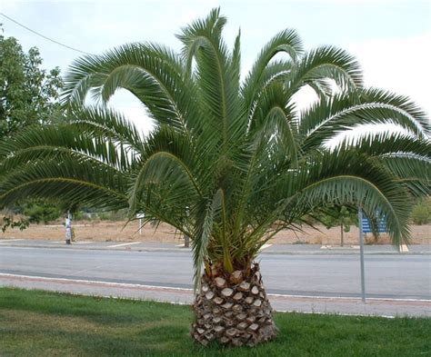 Palma Phoenix Canariensis Daktylowiec Kanaryjski Cena Opinie