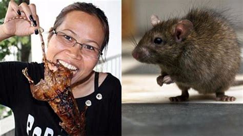 tikus makan beras - Penelope Buckland