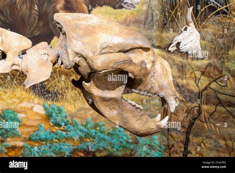 Detail of the skull of a Short-faced Bear, Arctodus simus, in the USU ...