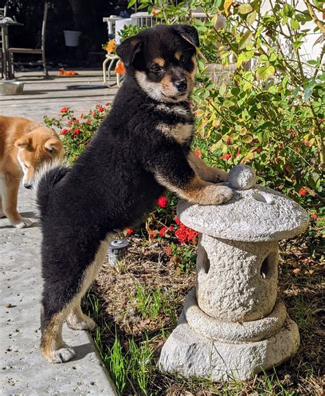 Black And Tan Shiba Inu Tumblr