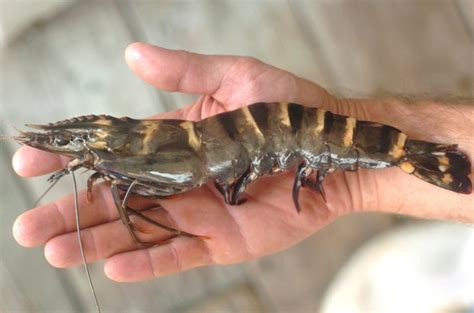 Giant Prawns May Threaten Gulf Shrimp