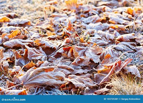 Autumn Leaves Covered In Early Morning Frost Stock Image Image Of