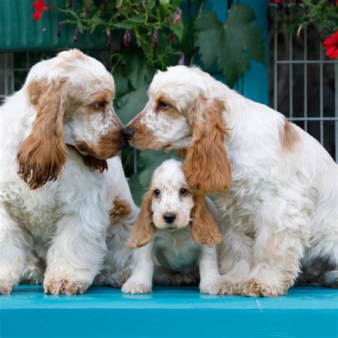 Cocker Spaniel Puppies Brown And White