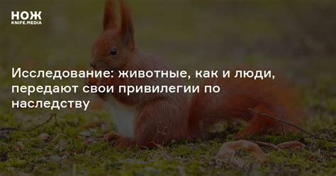 Исследование: животные, как и люди, передают свои привилегии по ...