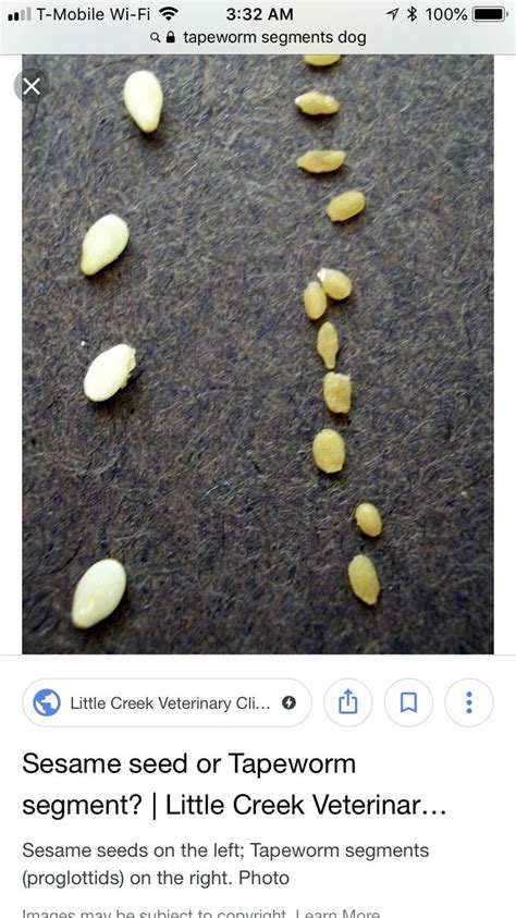 Worm Eggs In Dog Poop