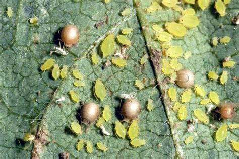 Soybean Aphid Life Cycle, Natural Predators | CropWatch | University of ...