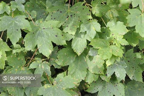 Sycamore Tar Spot Rhytisma Acerinum Lesions On Sycamore Acer