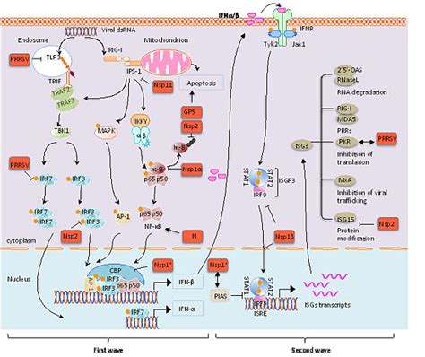 Viruses Free Full Text Interplay Between Interferon Mediated Innate