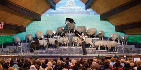 Farm Tour And Agrodome Sheep Show Rotorua Everything New Zealand