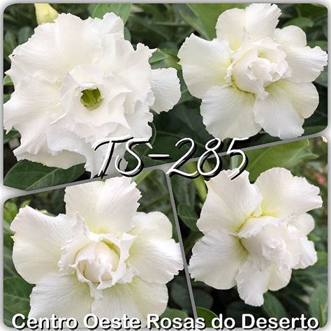 Rosa Do Deserto Muda De Enxerto TS 285 Flor Tripla Centro Oeste