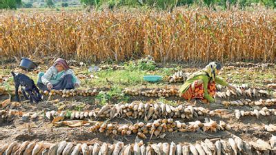 Farmers Urge Telangana To Bring In Uniform Policy For Crop Damage