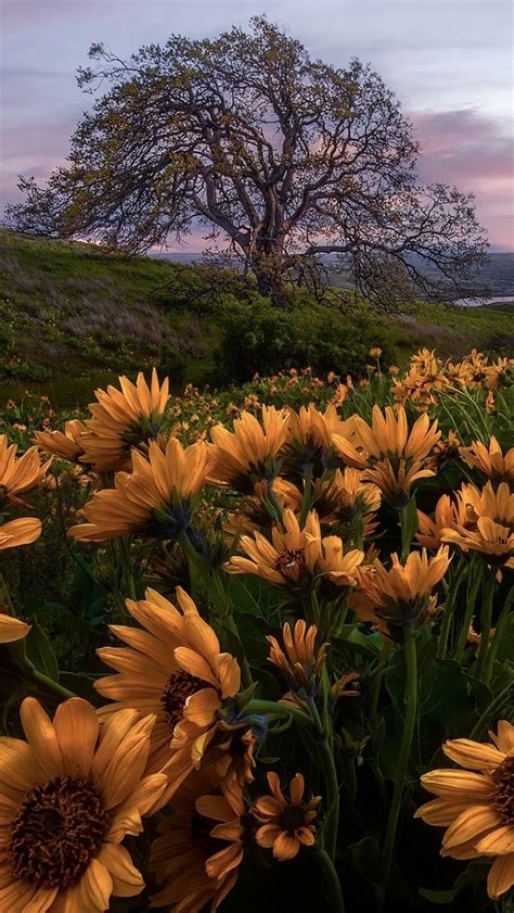 Balsamorhiza i drzewo na łące Tapeta na telefon