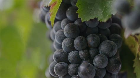 Bonarda Ser El Reemplazo Del Malbec En Argentina Decepas