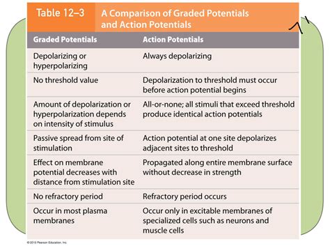 Graded Potentials And Action Potentials PLN 103 Studocu