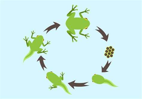 Life Cycle of a Frog Vector 151825 Vector Art at Vecteezy