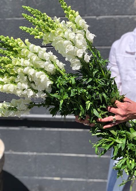 Fresh Summer Snapdragons The Flower Alley