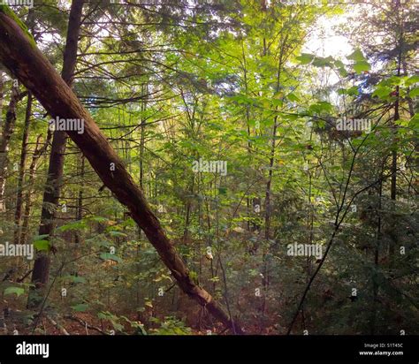 Tree Canopy At Forest Picture Stock Photo Alamy