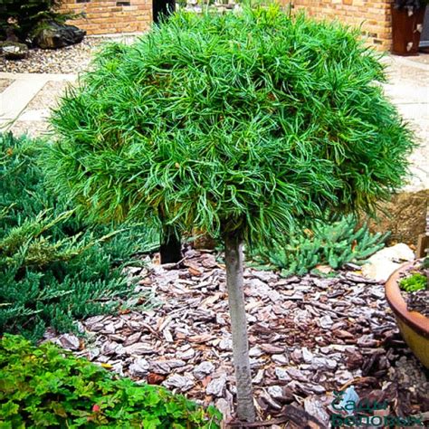 Сосна веймутова Грин Твист на штамбе - Сады Беловых