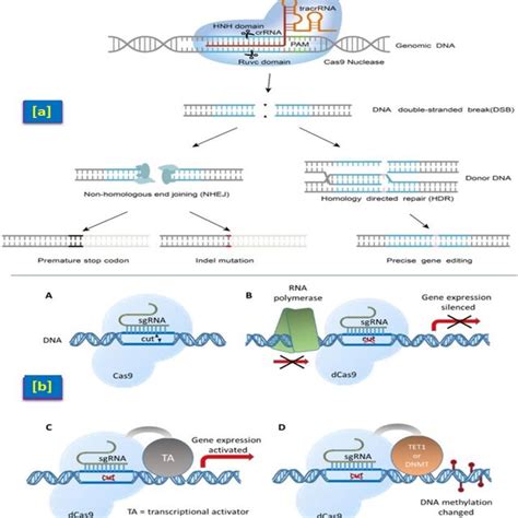 The Molecular Mechanism Of CRISPR Cas9 SgRNA Complex A The Basic