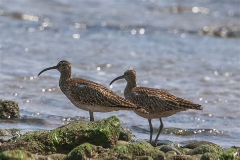 Whimbrel Montrose Basin Species Database