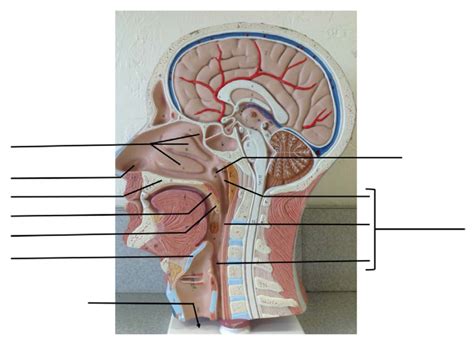 Anat 2 Ch 6 Sagittal View Of Head Diagram Quizlet