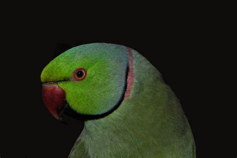 1920x1080 wallpaper | selective photography of green bird | Peakpx