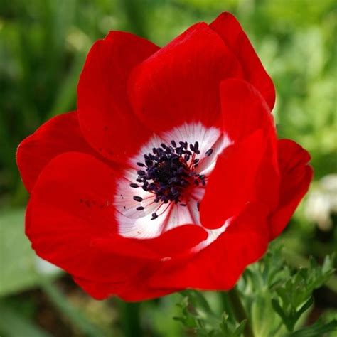 Get Anemone Hollandia Summer Flowering Bulb In Mi At English Gardens Nurseries Serving Clinton