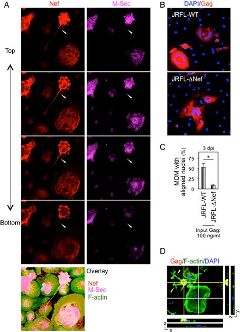 The Different Intracellular Distribution Of Nef And M Sec And Aligned