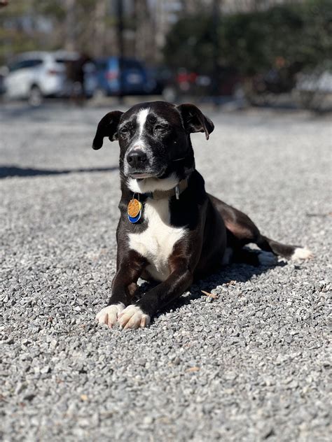 Dog Daycare Rates | 677 Brevard Road A, Asheville, NC