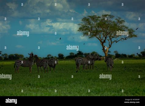 wildlife safari savanna mammal grassland Stock Photo - Alamy