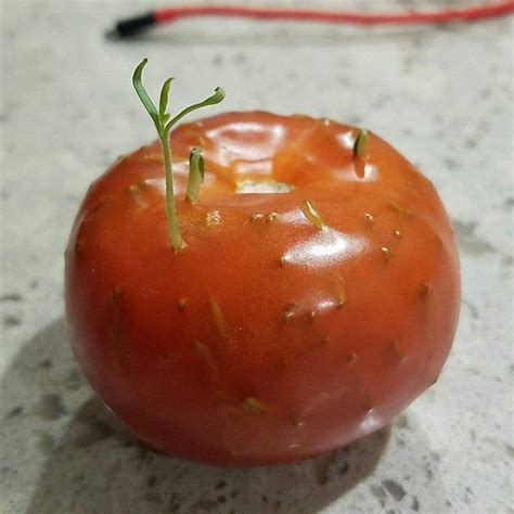 Tomato Seeds Germination