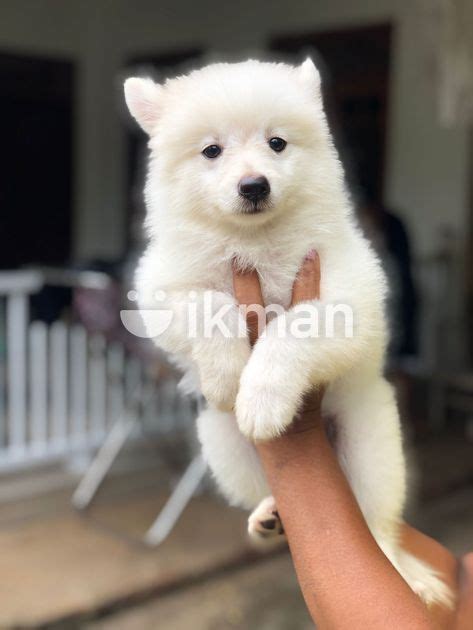 Pomeranian Puppy In Negombo Ikman