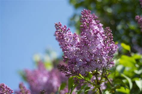 Lilac Blooms Stock Photo Image Of Summer Nature Spring 116722188