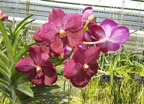 KT 7157 V Kultana Brown Ball X V King Naresuan Kultana Orchids