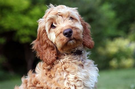 100+ Cockapoo Names: Name Ideas As Sweet As This Breed