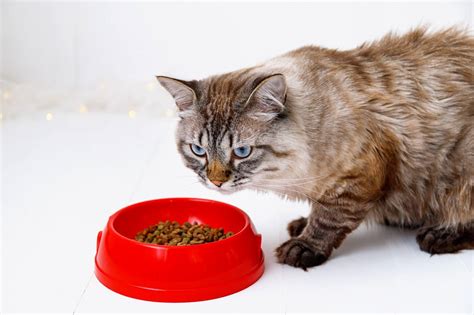 Best Cat Food Alternatives – Emergency Food Alternatives - The Fit Pets