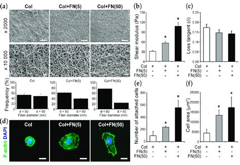 Fibronectin regulates the mechanical properties of the extracellular... | Download Scientific ...