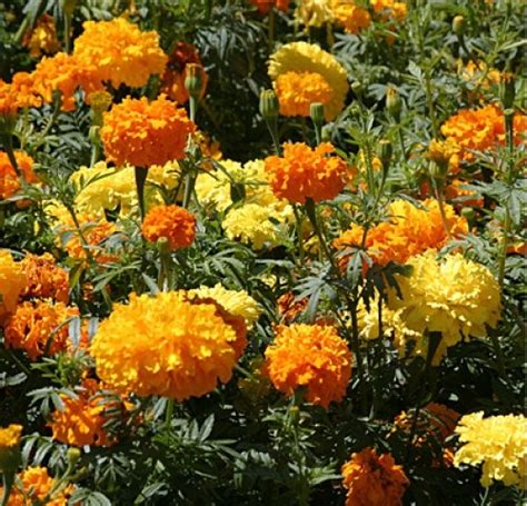 Marigold, Crackerjack - American Seed Co.