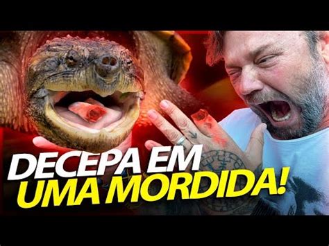 Tartaruga Mordedora Arranca O Dedo Em Mordida Richard Rasmussen