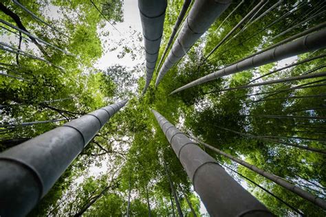 Timber Bamboo The Greatest Of Grasses Bambu Batu