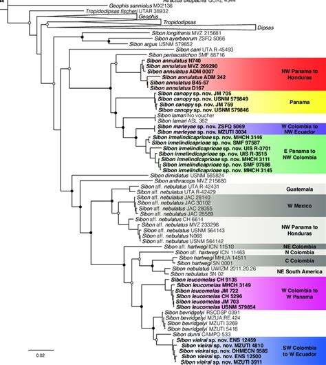 Phylogenetic Relationships Within Dipsadini Inferred Using A Bayesian